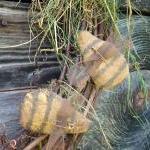Primitive Bee Plant Pokes - Set Of 3 on Luulla